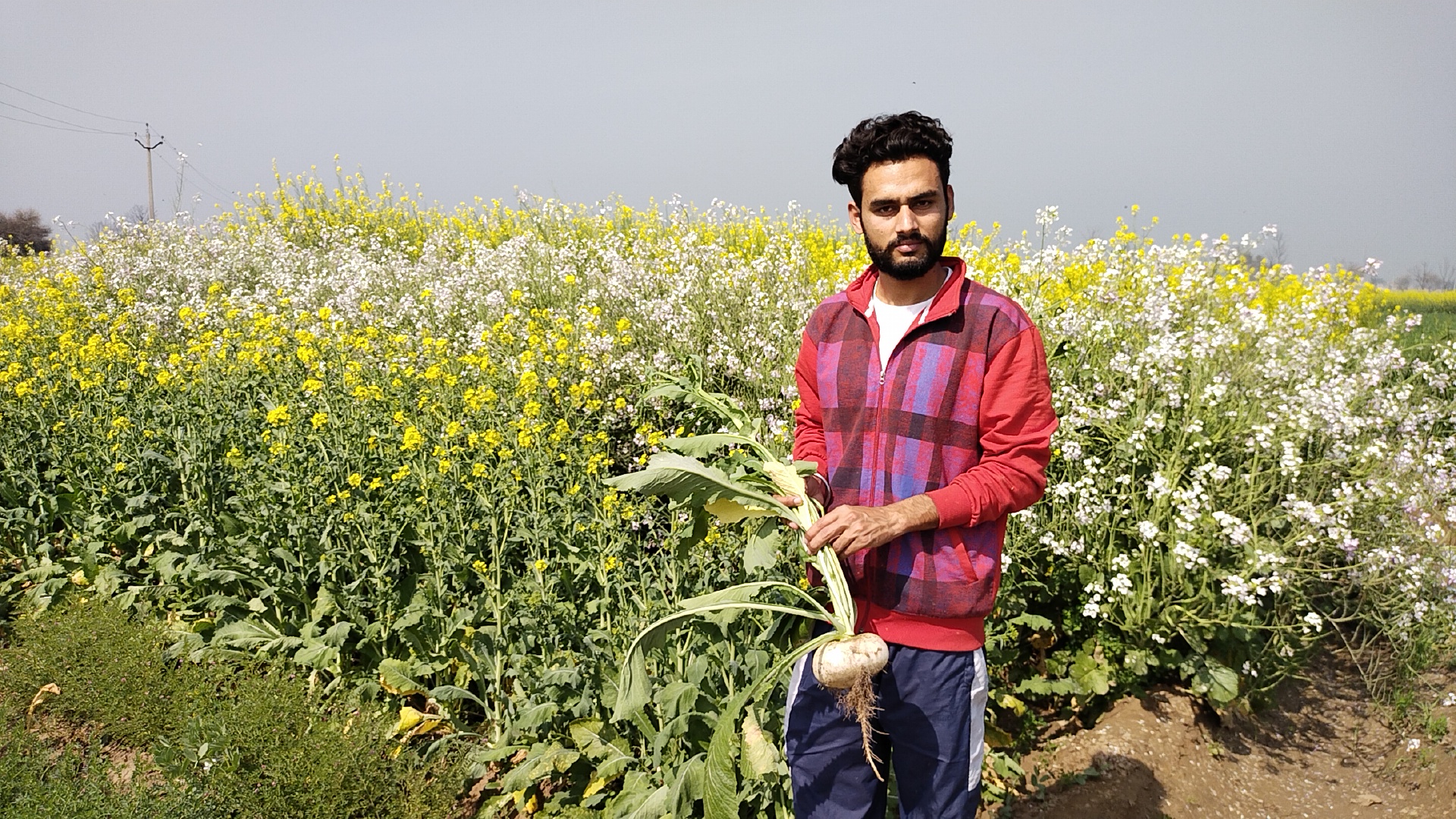 Organic Farming: ਇੱਕ ਏਕੜ ਤੋਂ 3 ਲੱਖ ਦੀ ਕਮਾਈ Punjabi Young man done a great job ravi chaina