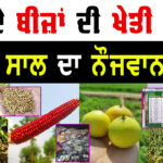 Organic Farming: ਇੱਕ ਏਕੜ ਤੋਂ 3 ਲੱਖ ਦੀ ਕਮਾਈ Punjabi Young man done a great job